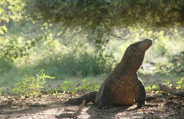 Komodo & Flores Tour Packages