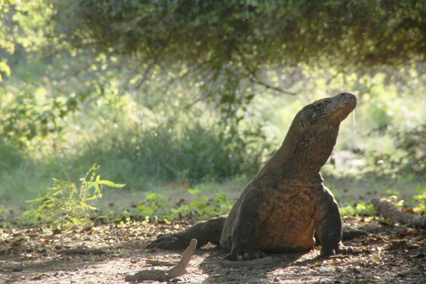 Komodo Tour 2 Days 1 Night