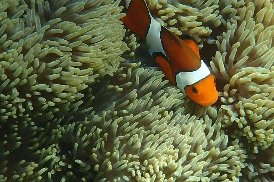 Discover Flores highlight Island in Indonesia