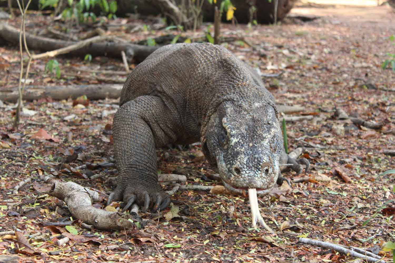 Sharing Tour To Komodo