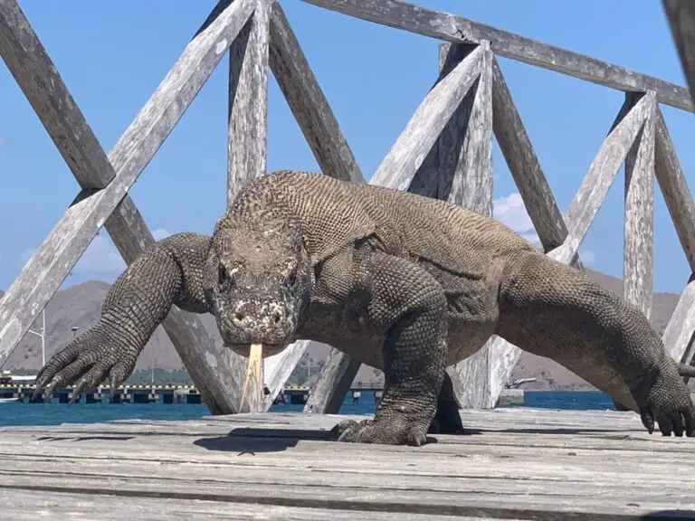 Komodo Island In Indonesia