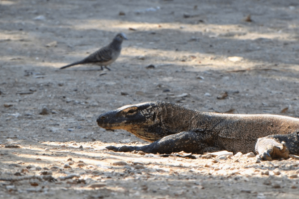 Komodo island tour in indonesia 2 days 1 night