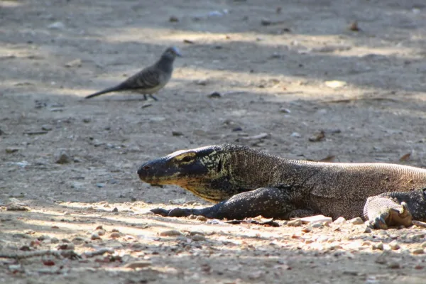Komodo island tour in indonesia 2 days 1 night