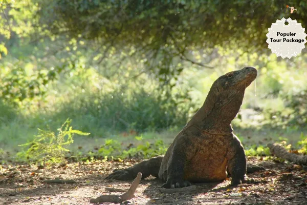 Tour Package 2 days 1 night to komodo Island in Indonesia