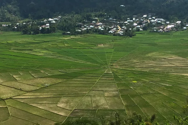 Spiderweb Ricefield as the highlight things in Ruteng, Flores
