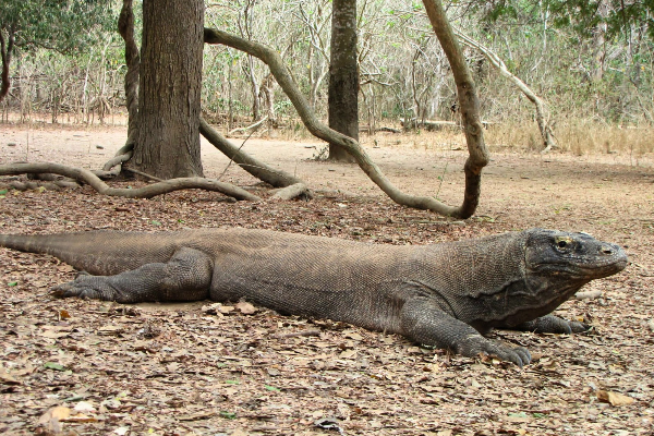 Komodo Tour 4 days 3 Nights