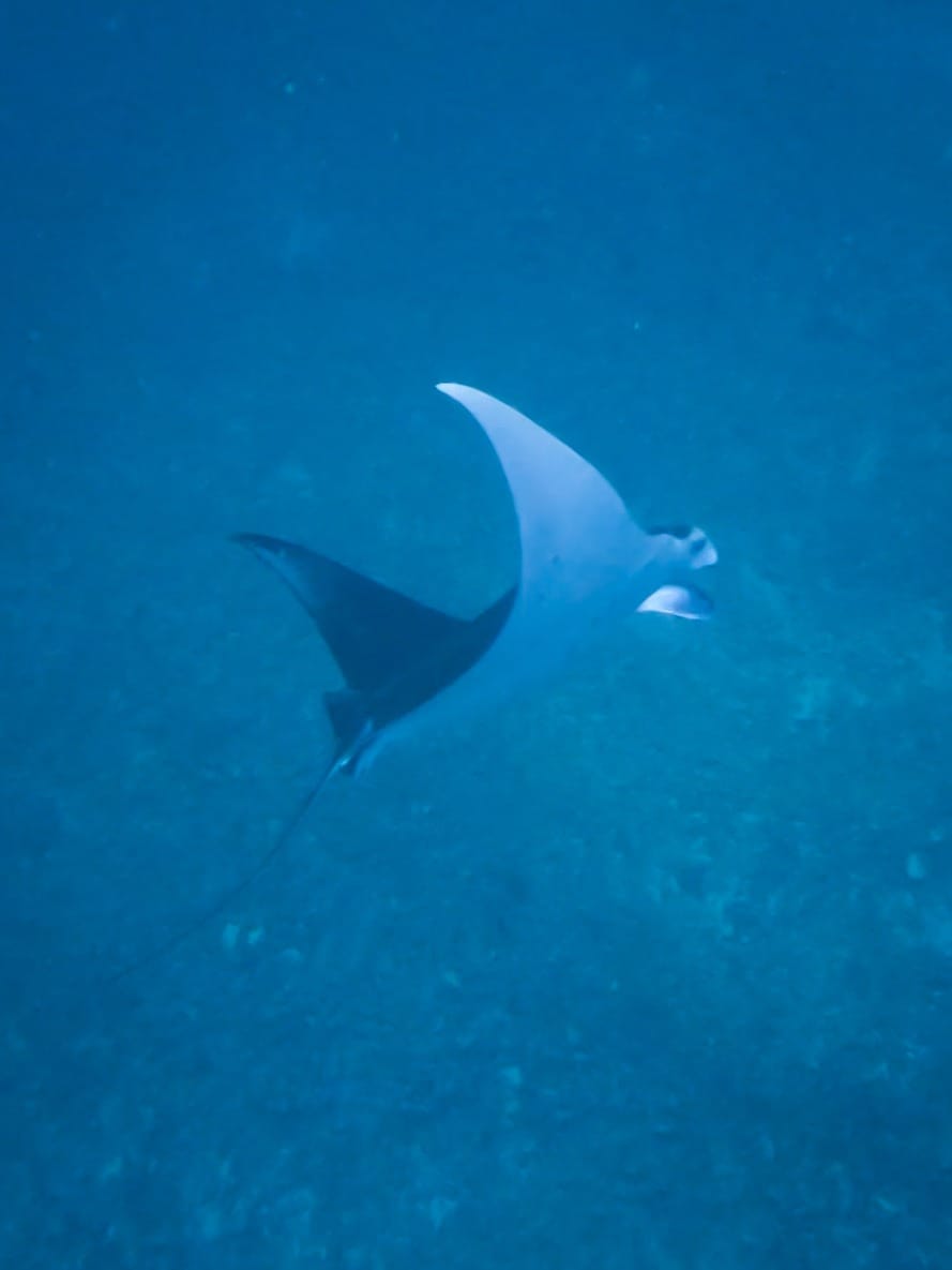 A Family Adventure in Paradise: Our Komodo Islands Expedition