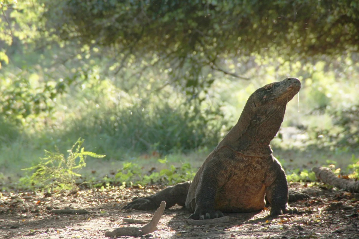 Travel to Flores & Komodo island with local tour organizer