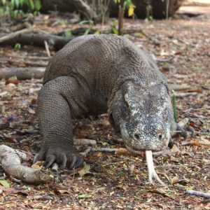 Sharing Tour To Komodo