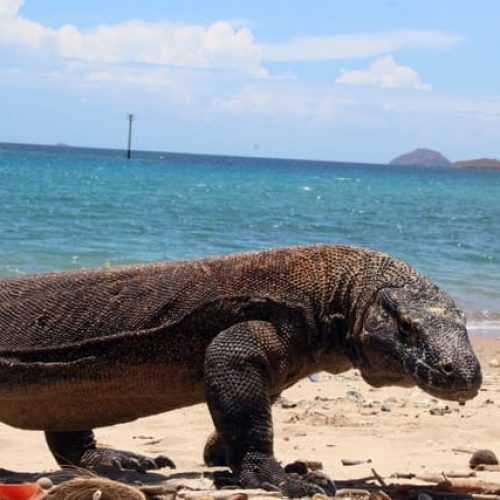 Komodo Tour Package’s