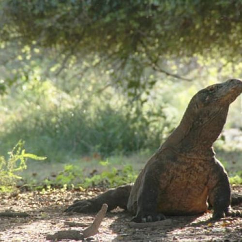 Flores Island Indonesia | Travel Guide