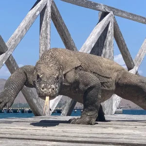Komodo Island In Indonesia