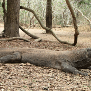 Komodo Tour 4 days 3 Nights